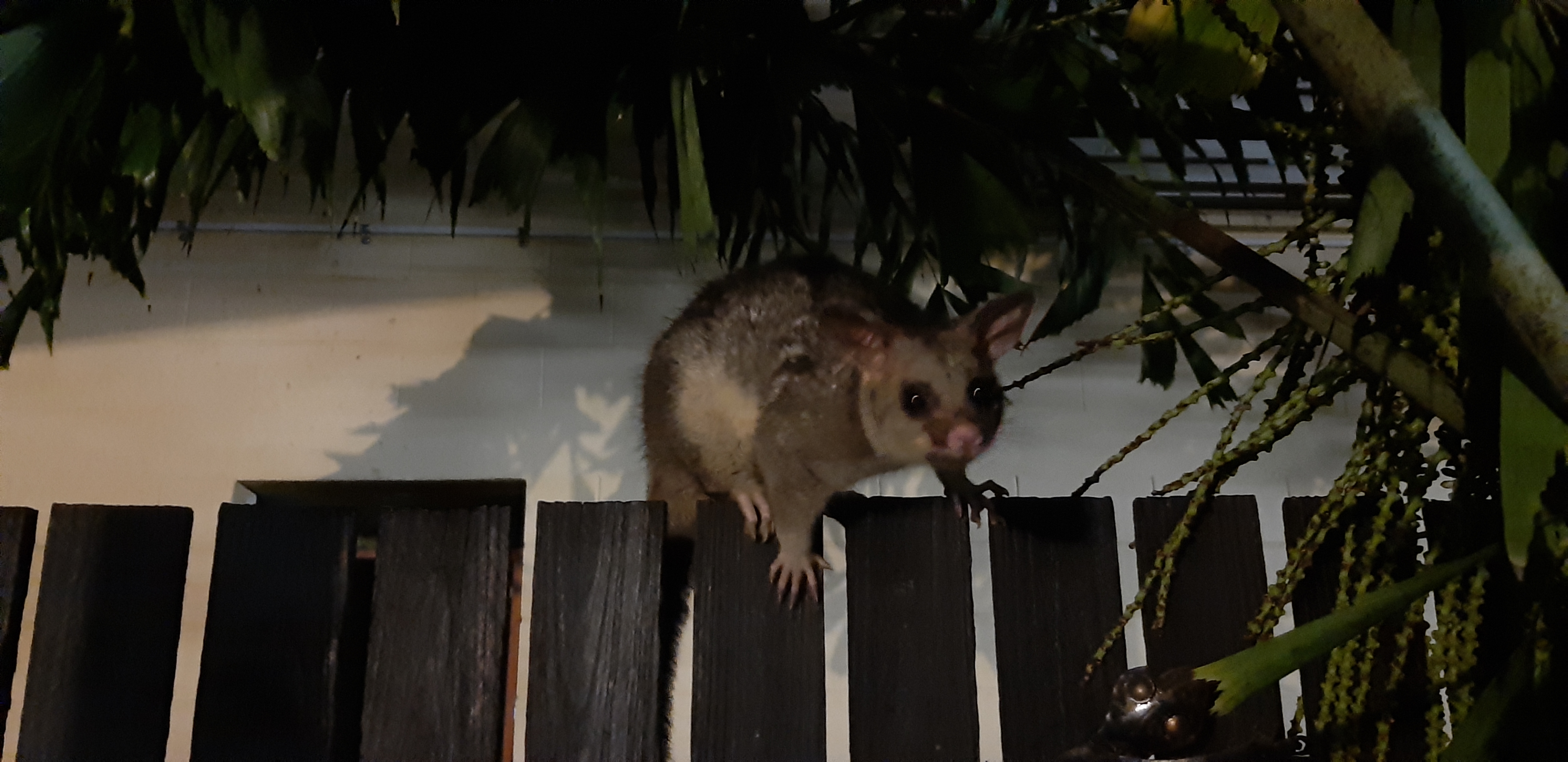 A pet possum in Townsville hostel